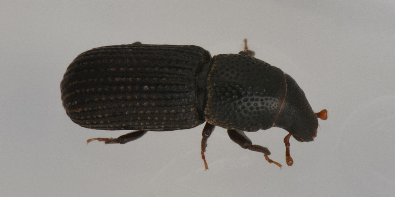 E questo, è un Porcatus? Si - Brachytemnus porcatus